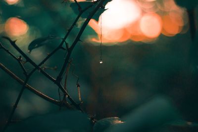 Close-up of wet leaves during rainy season