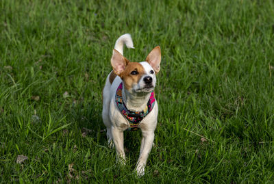 Portrait of dog running on grass