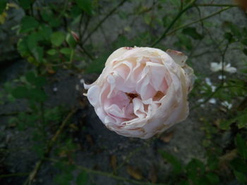 Close-up of fresh white rose blooming outdoors