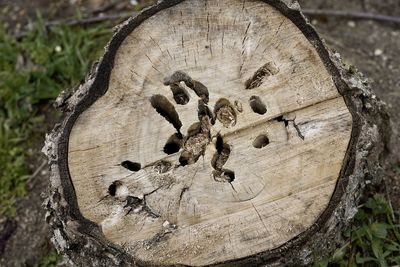 Close-up of tree trunk