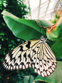 Close-up of butterfly on flower