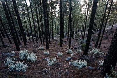 Trees in forest