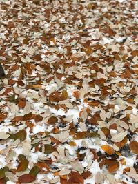 Full frame shot of dry leaves