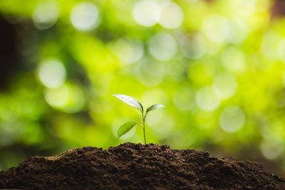 Close-up of fresh green plant