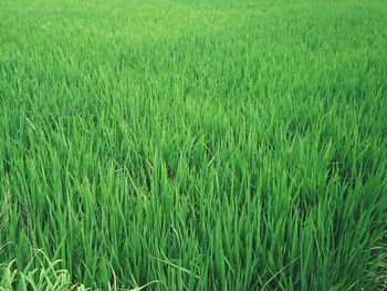 Scenic view of wheat field