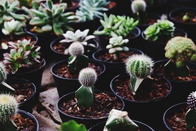 High angle view of potted plants