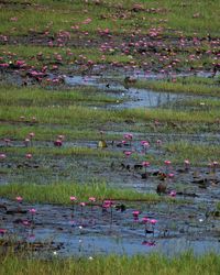 View of lotus water lily in lake
