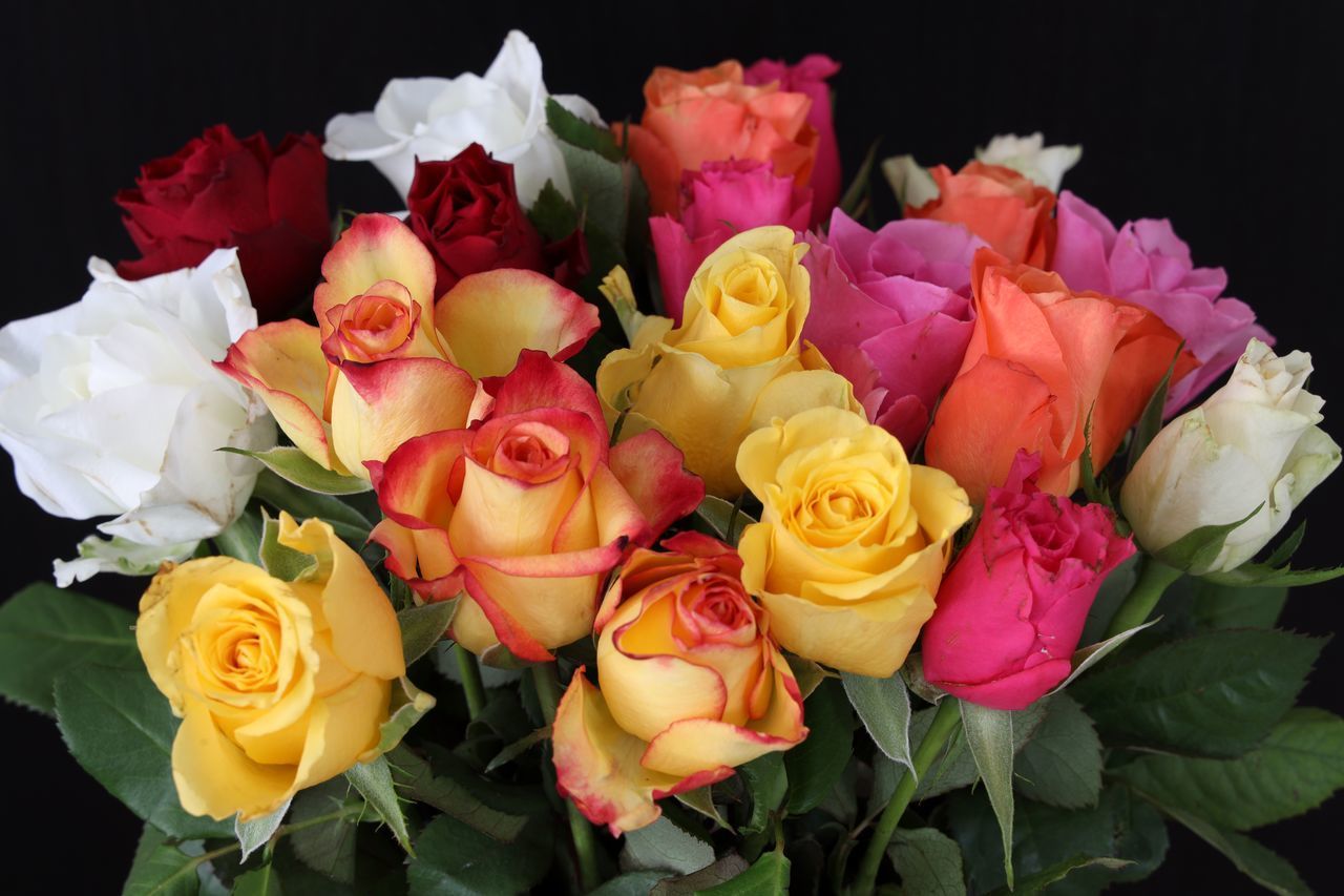 CLOSE-UP OF ROSES AGAINST BLACK BACKGROUND