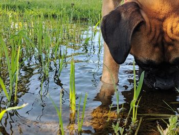 View of a dog on lake