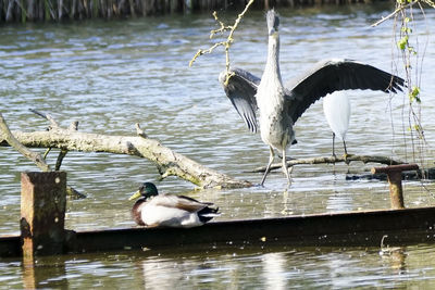 Birds in lake