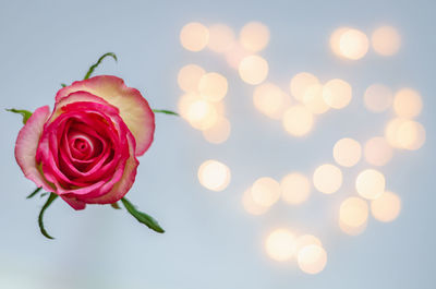 Blooming pink rose on colorful love shape bokeh lights background.
