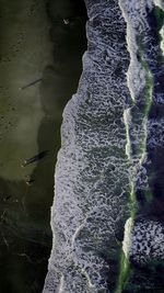 Bird on rock by water
