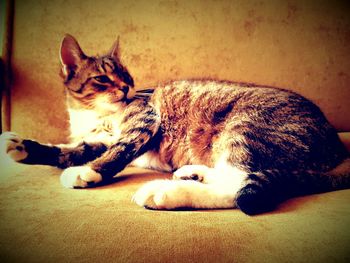 Cat sleeping on tiled floor
