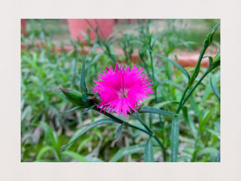 Close-up of flower blooming outdoors