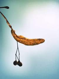 Close-up of fruits hanging on branch