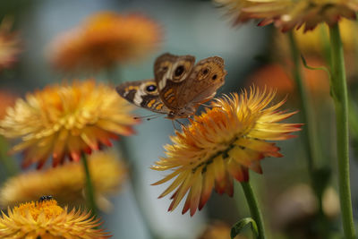 Beautiful macro of common buckeye - junonia coenia collecting nectar from a helichrysum bracteatum