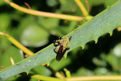 Close-up of insect on leaf