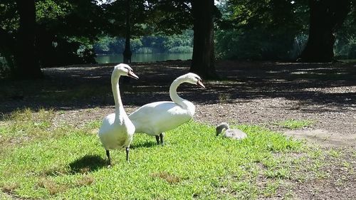 View of birds on field