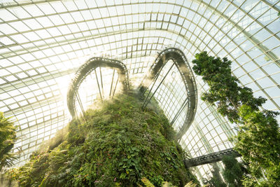 Low angle view of trees in greenhouse