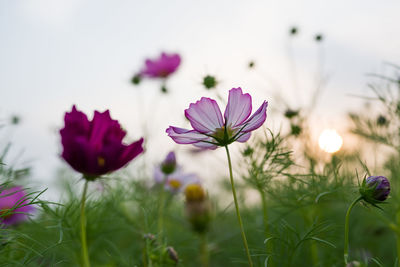 Close-up of purple cosmos flowers on field