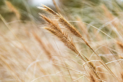 Close-up of crops on field