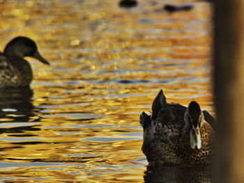 Ducks swimming in sea