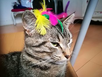 Close-up portrait of a cat