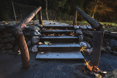 Wooden log in forest