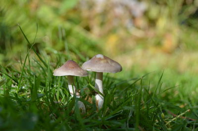 Close-up of mushroom growing on field