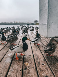 View of birds on shore against sky