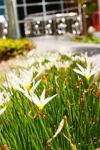 Close-up of white flowers blooming outdoors