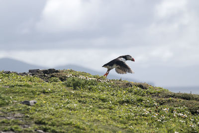 Bird flying over sea against sky