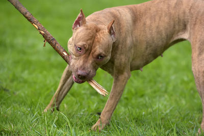 Close-up of a dog on field