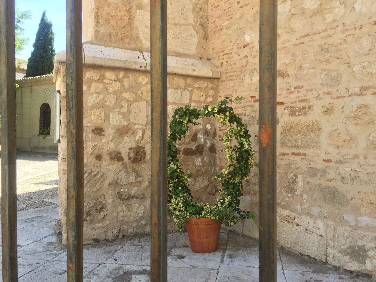 PLANTS GROWING AGAINST BRICK WALL