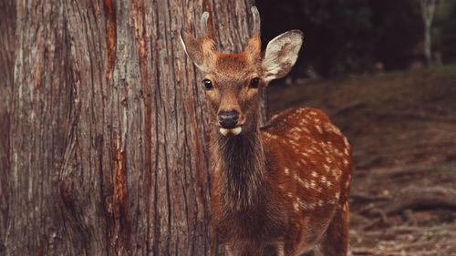 Portrait of deer on tree trunk