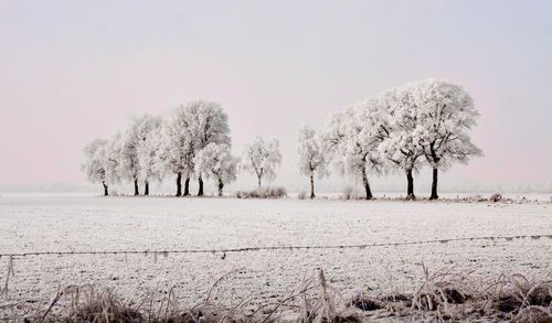 Trees on snow covered field against sky