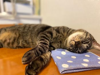 Cat sleeping on bed