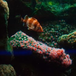 Close-up of fish swimming in aquarium