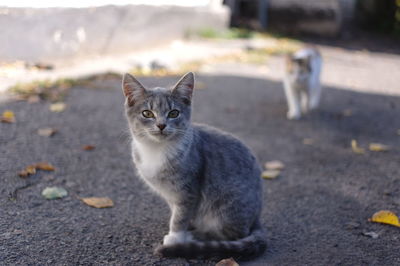 Portrait of cat on street in city