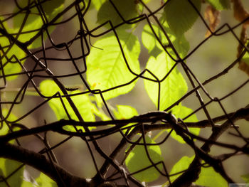 Low angle view of tree against sky