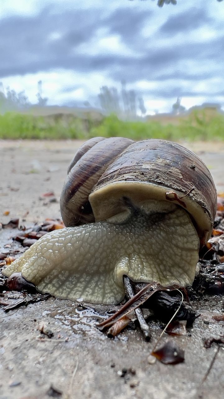 animal, animal themes, animal wildlife, nature, one animal, wildlife, no people, cloud, day, reptile, close-up, land, shell, outdoors, snail, animal shell, macro photography, sky, environment, animal body part, beach