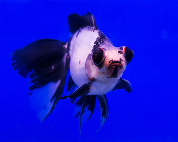 Close-up of fish swimming underwater