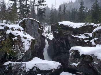 Snow covered trees in forest