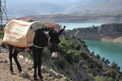 Horse standing on a land