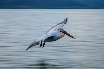 Bird in lake