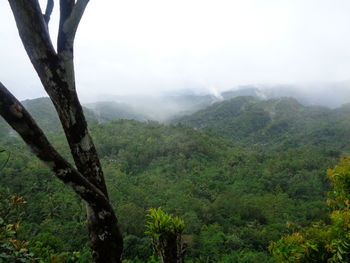 Scenic view of foggy forest