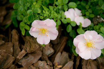 Close-up of flowers blooming outdoors