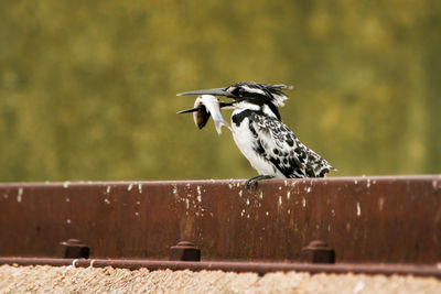 Close-up of bird perching on railing