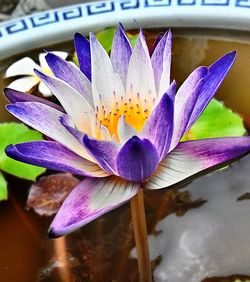 Close-up of purple water lily