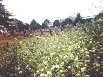 Flowers blooming in park